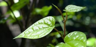Betelul (Piper betle), planta medicinala sacra din India Betelul (Piper betle), planta medicinala sacra din India