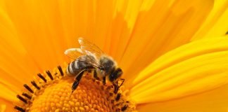 Care sunt beneficiile polenului si ale extractului de polen pentru organism? Care sunt beneficiile polenului si ale extractului de polen pentru organism