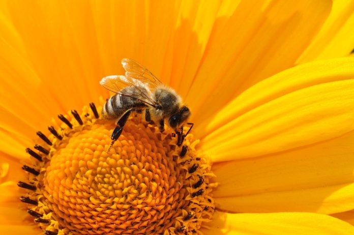 Care sunt beneficiile polenului si ale extractului de polen pentru organism Care sunt beneficiile polenului si ale extractului de polen pentru organism