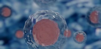 Celula, de la fundamentele teoretice la celulele stem