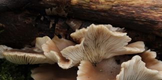 Ciupercile stridii scad colesterolul Ciupercile stridii scad colesterolul