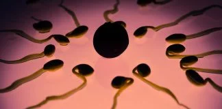 Cum se calculeaza ovulatia si ce se intampla in organism in timpul ovulatiei