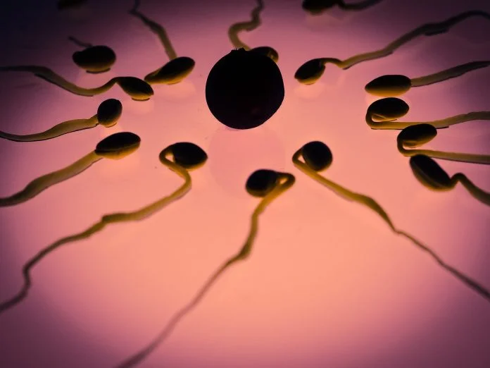 Cum se calculeaza ovulatia si ce se intampla in organism in timpul ovulatiei