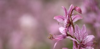 Plante medicinale – Frasinelul (Dictamnus albus) Plante medicinale - Frasinelul (Dictamnus albus)
