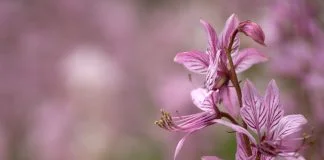 Plante medicinale - Frasinelul (Dictamnus albus)