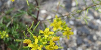 Plante medicinale – Galbeneaua (Rorippa sylvestris) Plante medicinale - Galbeneaua (Rorippa sylvestris)