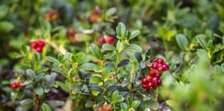Plante medicinale – Merisorul (Vaccinium vitis idaea) Plante medicinale - Merisorul (Vaccinium vitis idaea)