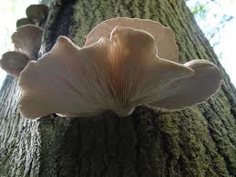 Pleurotus-ostreatus-Ciuperci-striedii.jpg