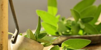 Produse naturale antitranspiratie Produse naturale antitranspi