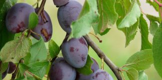 Prunul – origine, cultivare, beneficii Prunul - origine, cultivare, beneficii