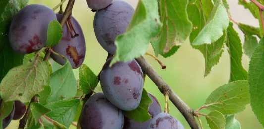 Prunul - origine, cultivare, beneficii