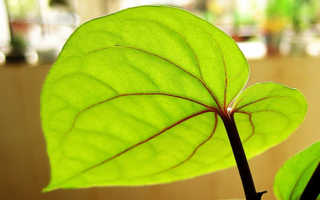 betel