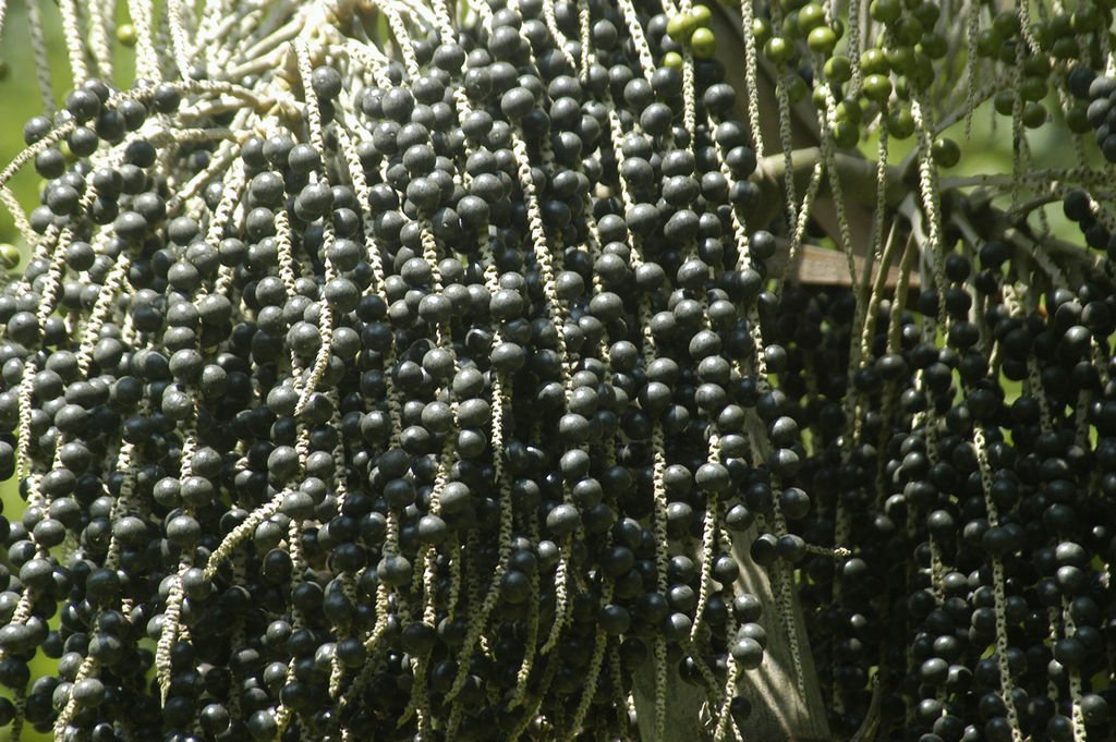 Fructul acai