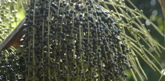 Fructul acai – stiati ca este un fruct minune? Fructul acai - stiati ca este un fruct minune