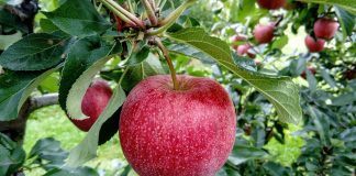 Marul – origine, valoare nutritiva si terapeutica Marul - origine, valoare nutritiva si terapeutica