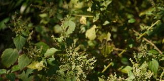 Paciuli – afrodisiac si baza de parfumuri Paciuli - afrodisiac si baza de parfumuri