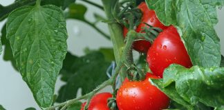 Tomatele – beneficii pentru sanatate Tomatele – beneficii pentru sanatate