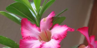Trandafirul desertului (Adenium) Trandafirul desertului (Adenium)