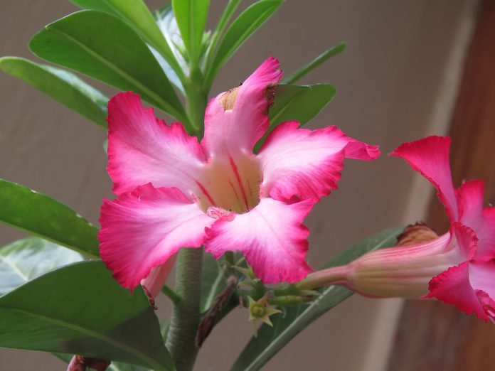 Trandafirul desertului (Adenium) Trandafirul desertului (Adenium)