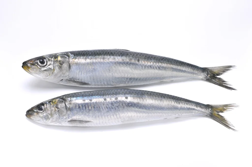 sardine