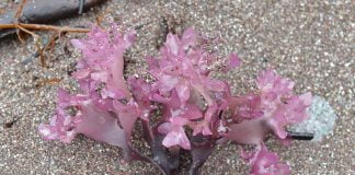 Alga rosie – expectorant, emolient si antiinflamator de pe fundul oceanului Alga rosie - expectorant, emolient si antiinflamator de pe fundul oceanului