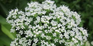 Angelica – vindecatorul stomacului Angelica chinezeasca - antiinflamatorul asiatic