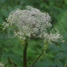 Angelica-chinezeasca.jpg