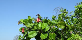 Arborele Acaju – izvor de sanatate Arborele Acaju - izvor de sanatate