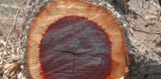 Arborele Quebracho – lustruitorul natural al marochinariei Arborele Quebracho - lustruitorul natural al marochinariei