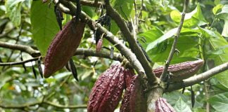 Arborele de cacao – varietati, culturi si beneficii Arborele de cacao - varietati, culturi si beneficii