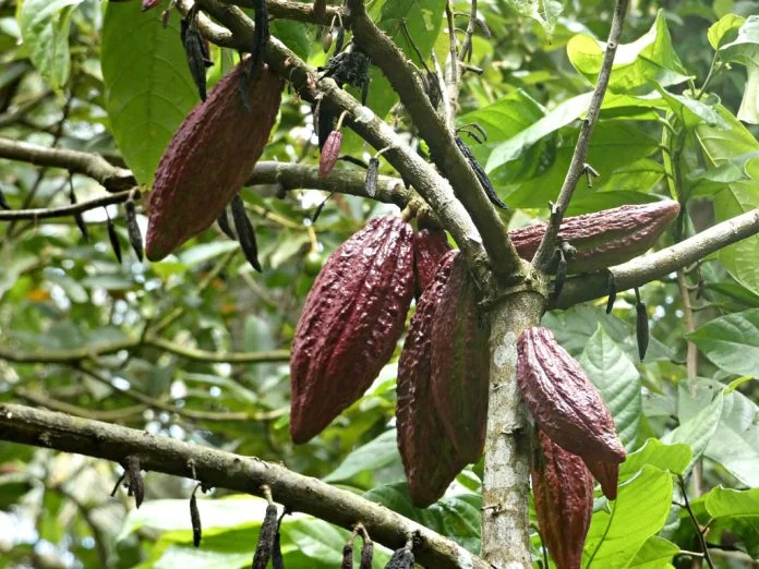 Arborele de cacao - varietati, culturi si beneficii