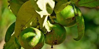 Bergamota – fructul aromat al Italiei Bergamota - fructul aromat al Italiei