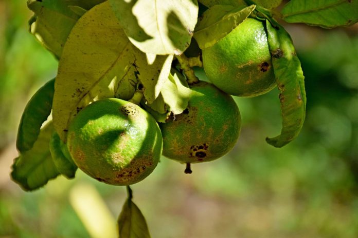 Bergamota - fructul aromat al Italiei Bergamota - fructul aromat al Italiei