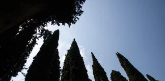 Chiparosul - coniferul vindecator