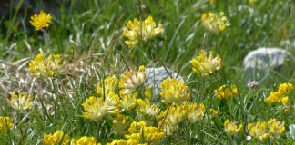 Iarba ranii – leacul vatamator Iarba ranii - leacul vatamator