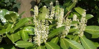 Laurociresul – ornamentul farmaceutic Laurociresul - ornamentul farmaceutic