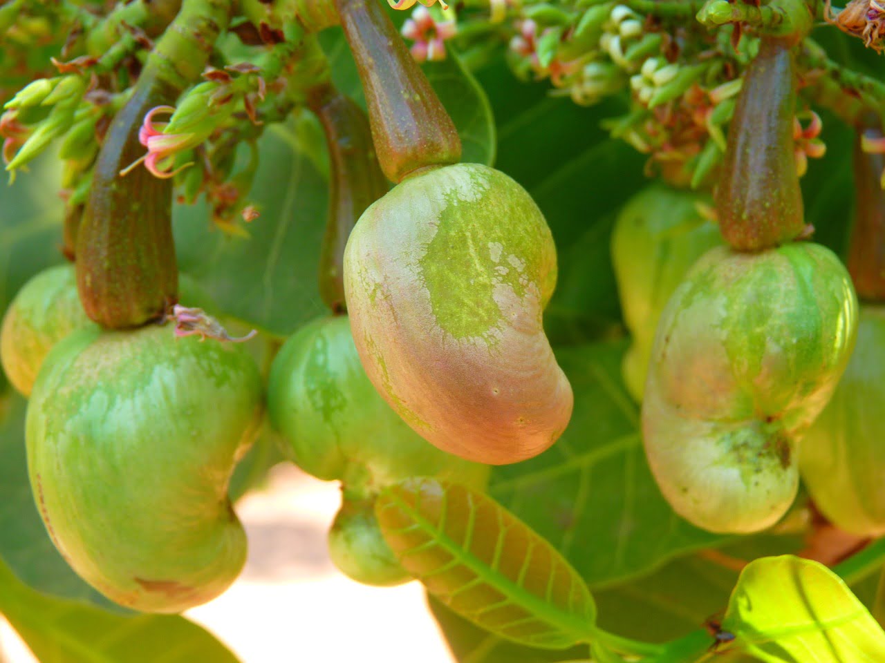 arbore de caju