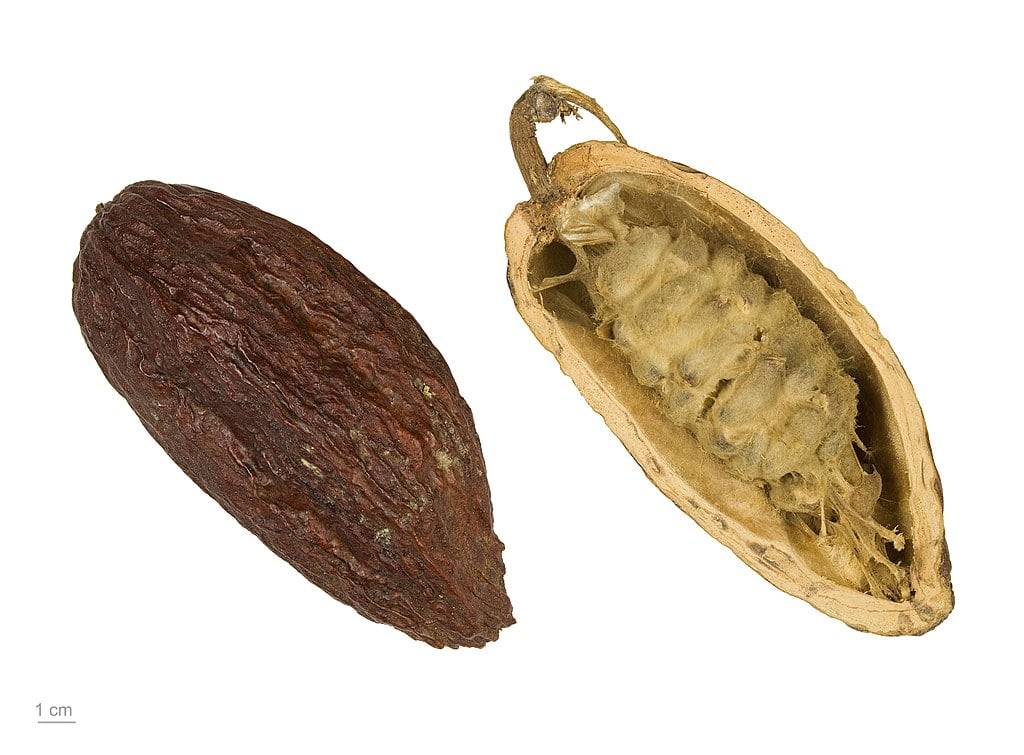arborele de cacao