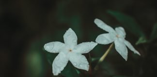 Iasomia chinezeasca – antidepresivul afrodisiac Iasomia chinezeasca - antidepresivul afrodisiac