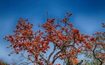 Arborele palasa Arborele palasa