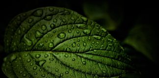 Clorofila – caracteristici, tratamente traditionale si moderne Clorofila - caracteristici, tratamente traditionale si moderne