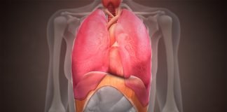 Diafragma – muschiul respiratiei Diafragma - muschiul respiratiei
