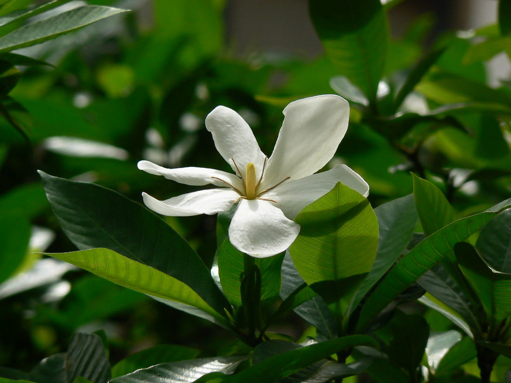Gardenia