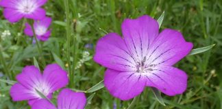 Neghina – otrava din ogorul cu cereale Neghina - otrava din ogorul cu cereale