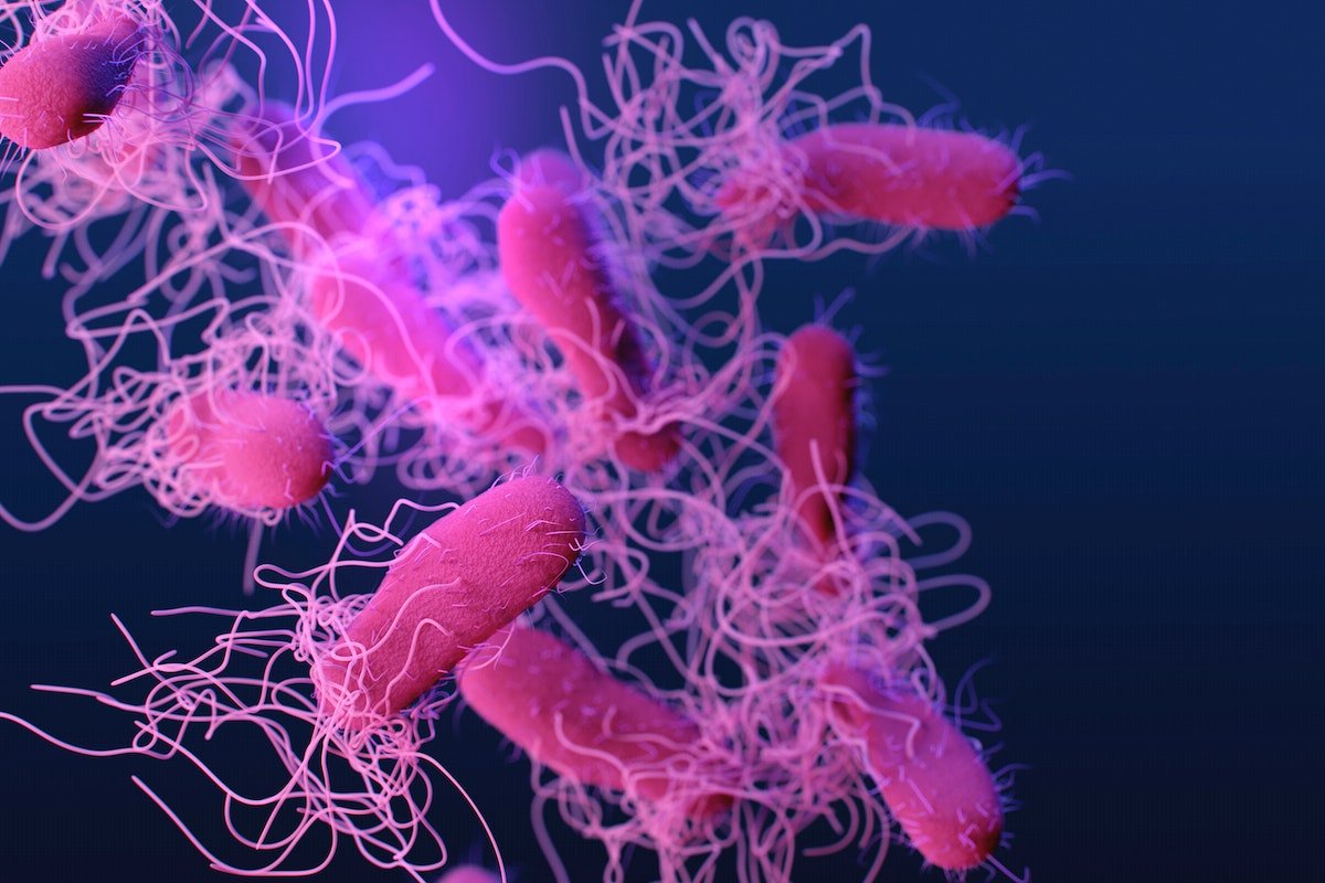 bacteria Salmonella
