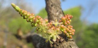 Ambla (Phyllanthus emblica) sau coacazul indian