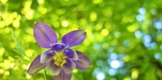 Caldarusa (Aquilegia vulgaris), planta decorativa folosita in homeopatie