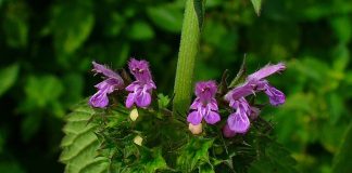 Catusa (Ballota nigra), planta medicinala care vindeca insomnia