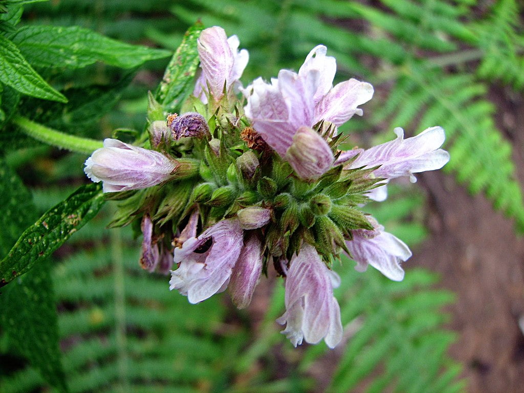Cedronella canariensis