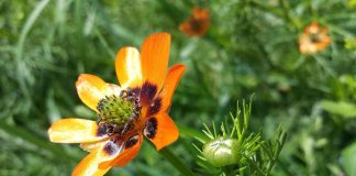 Cocoselul-de-camp (Adonis aestivalis), planta folosita in homeopatie